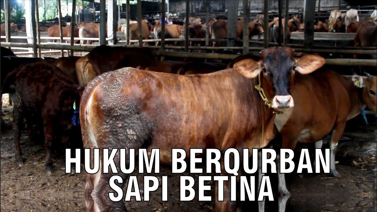 
                                 Hukum-Berqurban-Sapi-Betina